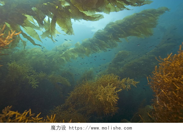海洋中的绿色生物海带海藻水下卡塔利娜岛
